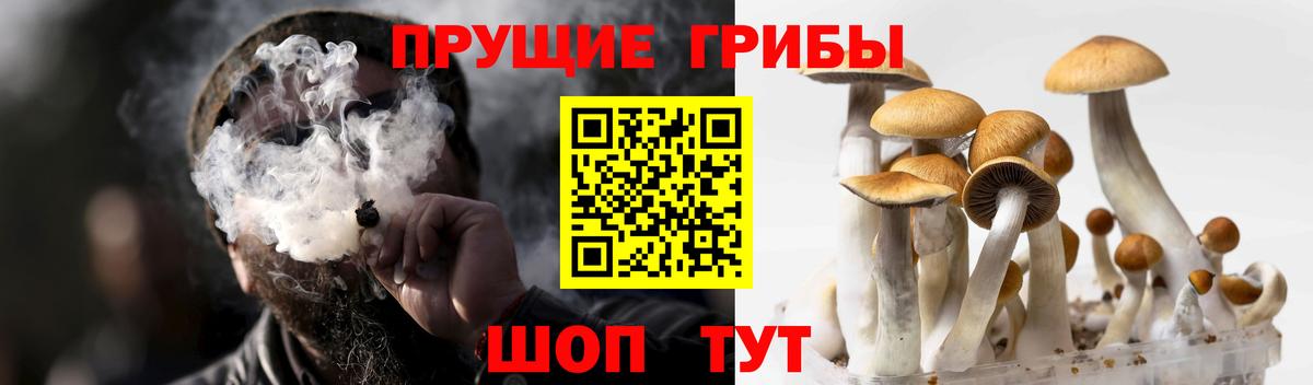 Псилоцибиновые грибы GOLDEN TEACHER Серпухов